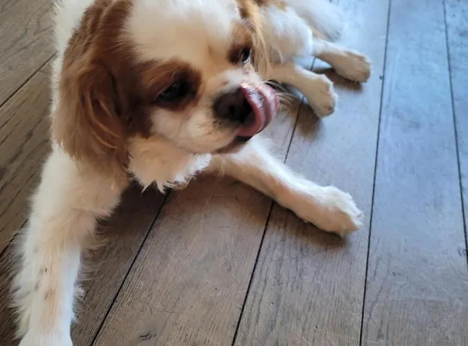 Les Jolis Coeurs ホテル